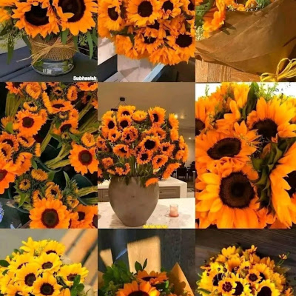 Meet your Posher, Jacqueline